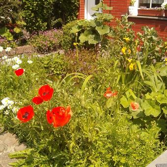 Papaver rhoeas