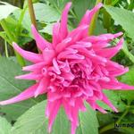 Dahlia 'Purple Gem' - 