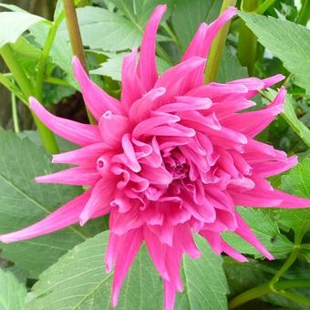 Dahlia 'Purple Gem'