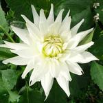 Dahlia 'My Love' - 