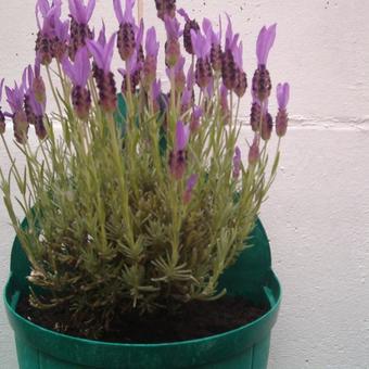 Lavandula stoechas