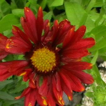 Gaillardia x grandiflora 'Burgunder'