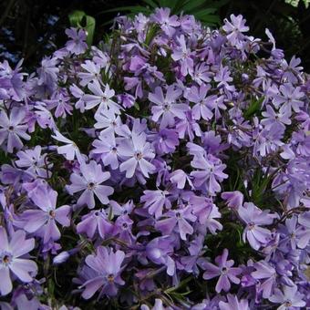 Phlox subulata 'Emerald Cushion Blue'