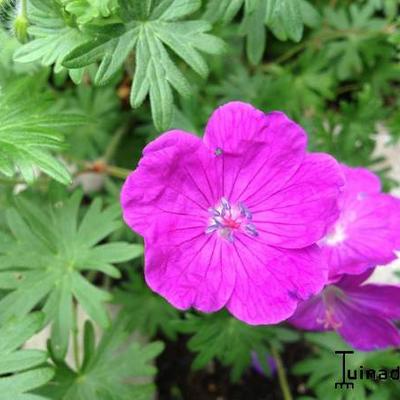 Geranium sanguineum - Géranium sanguin - Geranium sanguineum