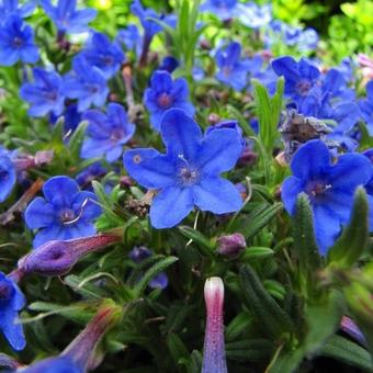 Lithodora diffusa 'Heavenly Blue'