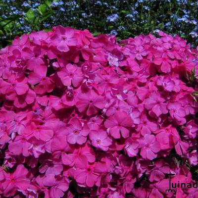 Phlox subulata 'McDaniel's Cushion'