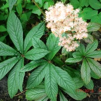 Rodgersia pinnata