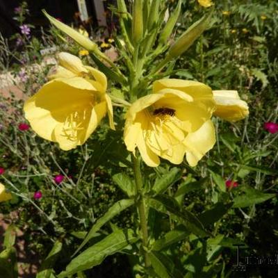 Oenothera - 