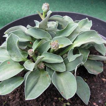 Hosta 'Blue Mouse Ears'