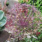 Allium - 