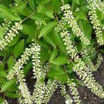 Itea virginica 'Henry's Garnet' - 