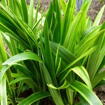 Liriope muscari 'Gold Band'