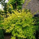 Acer palmatum 'Mikawa yatsubusa' - 