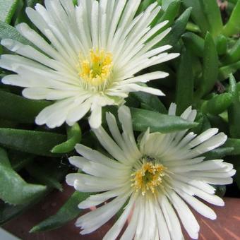 Delosperma congestum 'Alba'