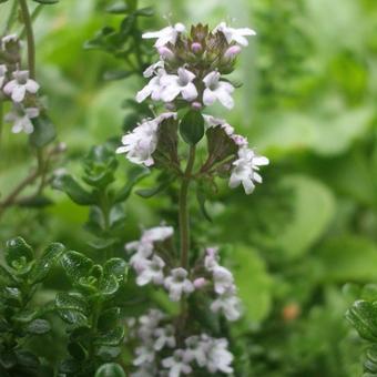 Thymus 'Duftkissen'