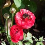 Ranunculus asiaticus - Asiatischer Hahnenfuß