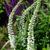 Veronica longifolia 'Schneeriesin'