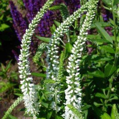 Veronica longifolia 'Schneeriesin' - Veronica longifolia 'Schneeriesin'