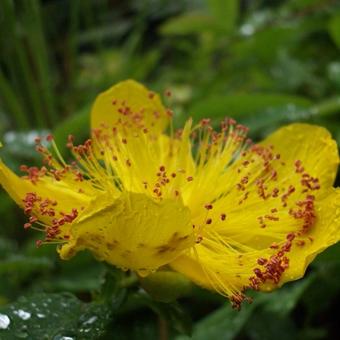 Hypericum