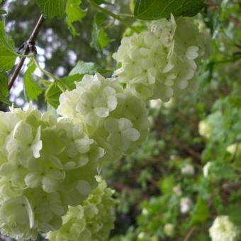 Viburnum opulus 'Roseum'