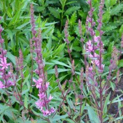 Lythrum salicaria 'Lady Sackville' - Lythrum salicaria 'Lady Sackville'