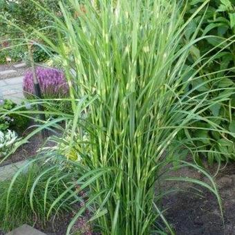 Miscanthus sinensis 'Zebrinus'