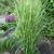 Miscanthus sinensis 'Zebrinus'