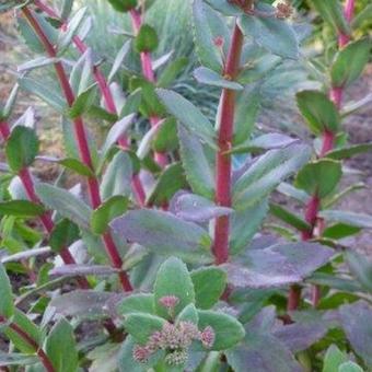 Sedum telephium 'Red Cauli'