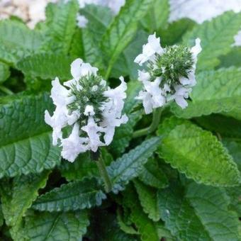 Stachys officinalis 'Alba'