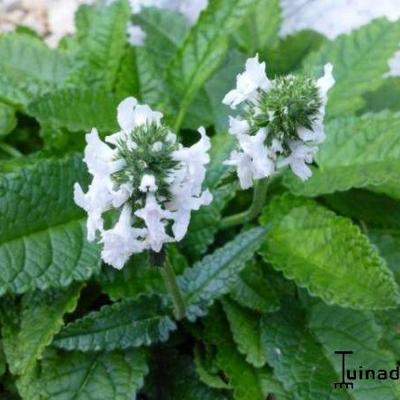 Stachys officinalis 'Alba' - 