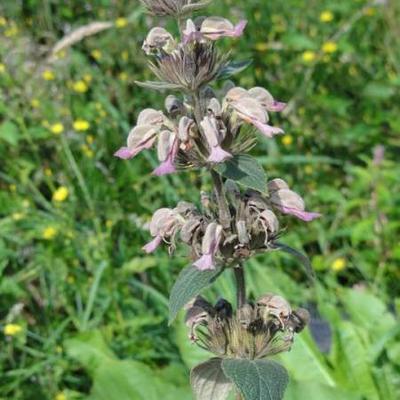 Phlomis samia