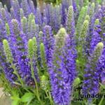 Veronica spicata 'Inspire Blue' - 