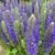 Veronica spicata 'Inspire Blue'