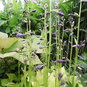 Hosta 'Boyz Toy'