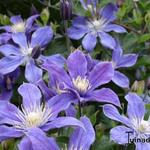 Clematis integrifolia  'Arabella' - Clematis integrifolia 'Arabella'