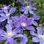 Clematis integrifolia  'Arabella'