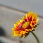 Gaillardia aristata - Prärie-Kokardenblume