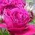 Rosa 'William Shakespeare 2000'