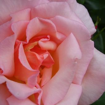 Rosa 'Compassion'