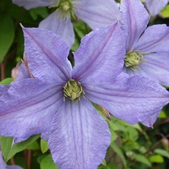 Clematis viticella 'Prince Charles'