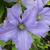 Clematis viticella 'Prince Charles'