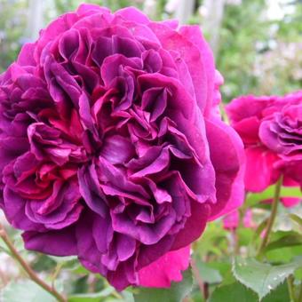 Rosa 'William Shakespeare 2000'