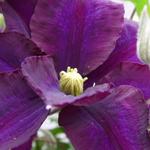 Clematis 'Warszawska Nike' - 