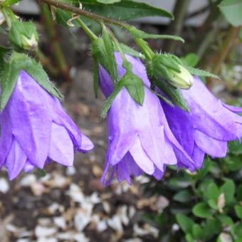 Campanula trachelium 'Bernice'