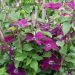 Clematis 'Westerplatte' - 