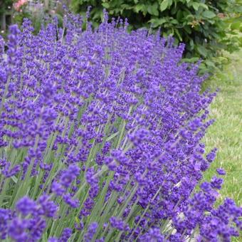 Lavandula angustifolia 'Hidcote'