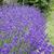 Lavandula angustifolia 'Hidcote'