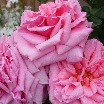 Rosa 'Aloha' Boerner