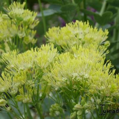 Thalictrum flavum - 