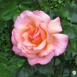 Rosa 'Compassion' - 